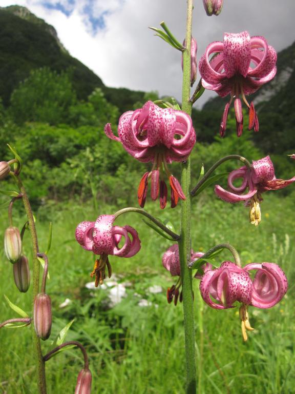 Bezgova Hisica Villa Bovec Buitenkant foto