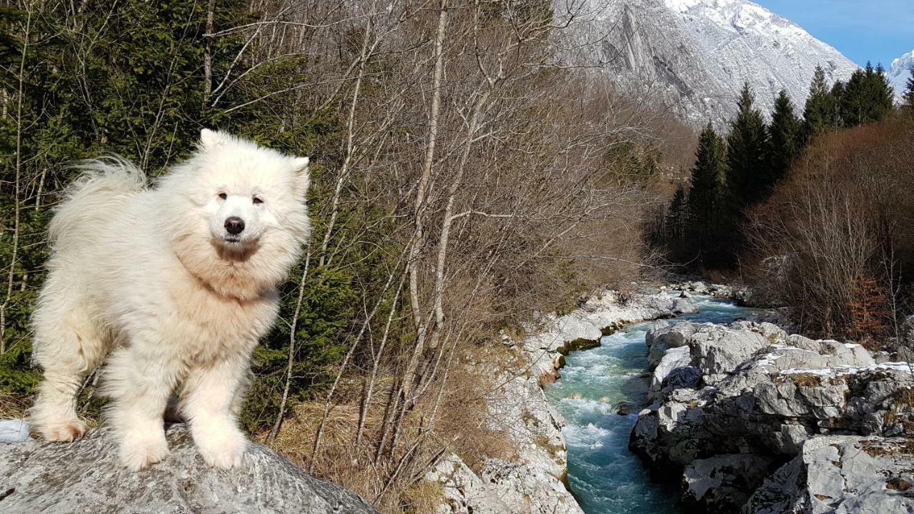 Bezgova Hisica Villa Bovec Buitenkant foto